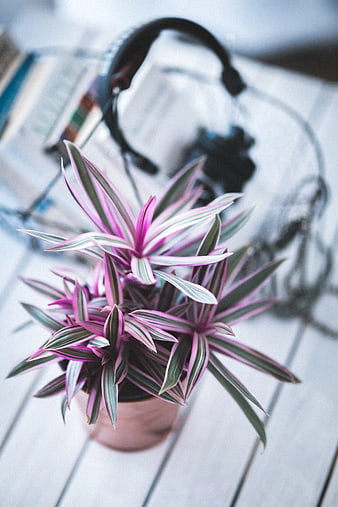 Pink and green variegated houseplant with headphones