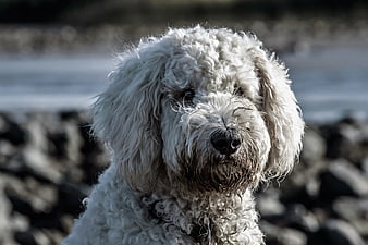 Close-up Portrait of White Poodle on Rocky Beach