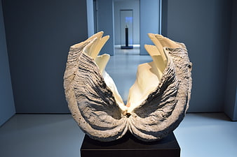 Abstract Sculpture Resembling Open Shell in Museum Gallery