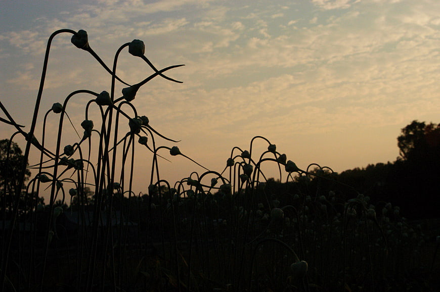 Silhouette of garlic scapes against a cloudy sunset sky