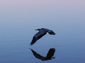Great Blue Heron Flying Low Over Calm Blue Water