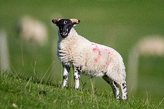 Black-faced sheep with red markings standing in green pasture