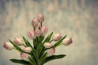 Pink and White Tulips on Blurred Background