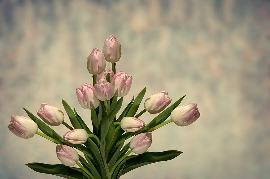 Pink and White Tulips on Blurred Background