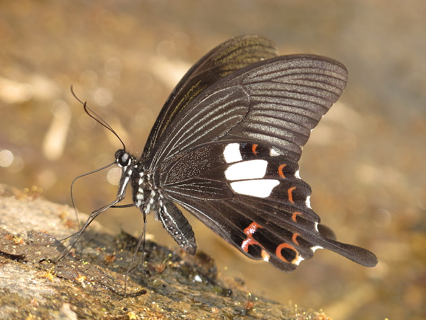 Close-up of Black Butterfly with White and Orange Spots