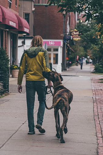 Man Walking Brindle Dog on City Sidewalk