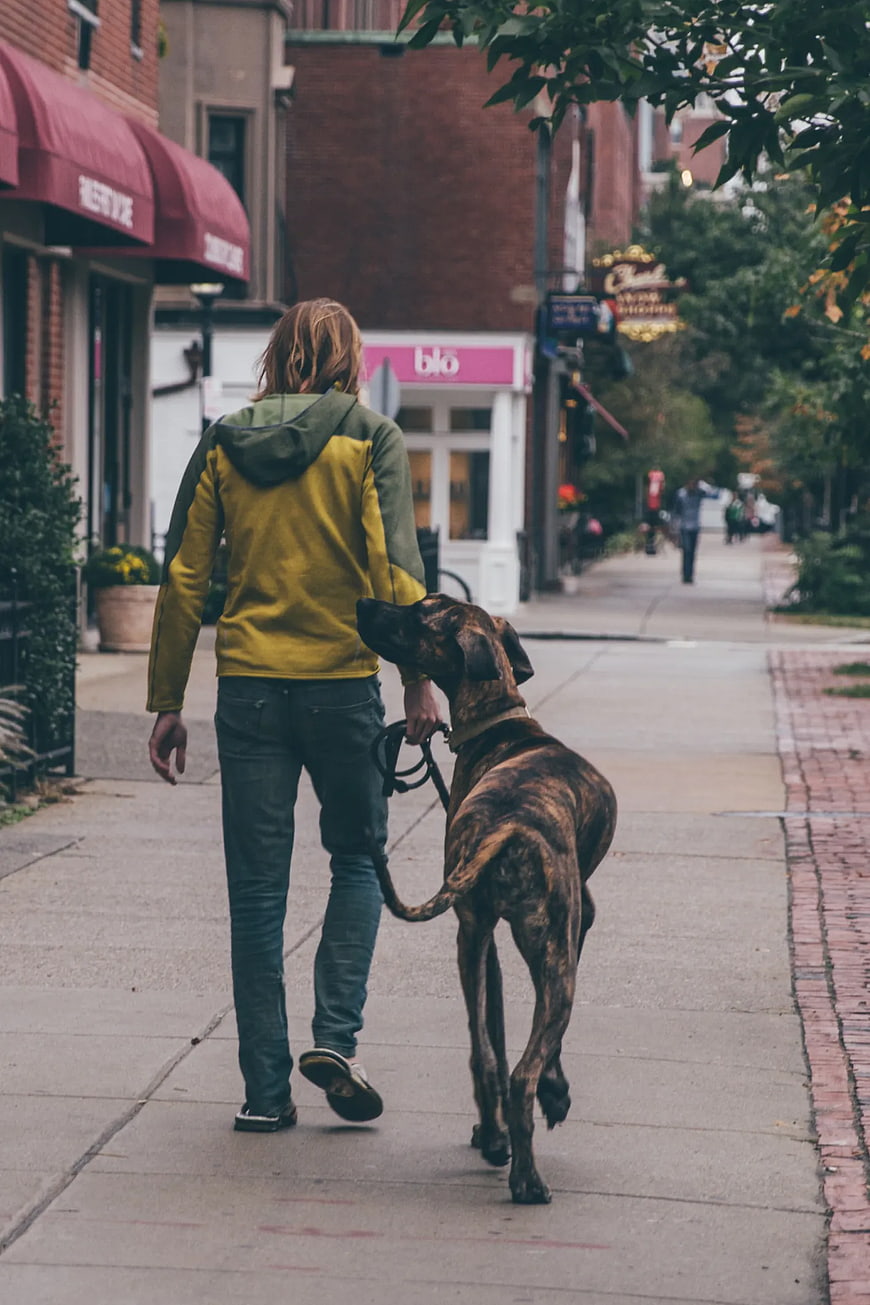 Man Walking Brindle Dog on City Sidewalk