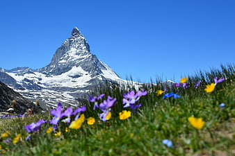 Matterhorn mountain with colorful alpine flowers in foreground