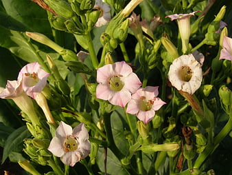 Close-up of blooming pink tobacco flowers in sunlight