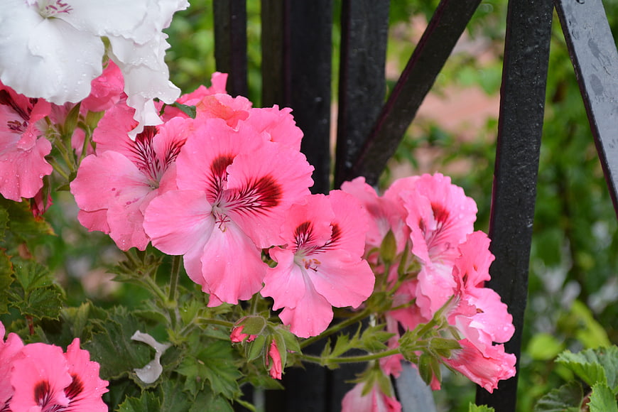 Close-up of Pink and White Geraniums with Raindrops