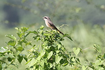 Red-tailed Shrike Perched on Green Bush