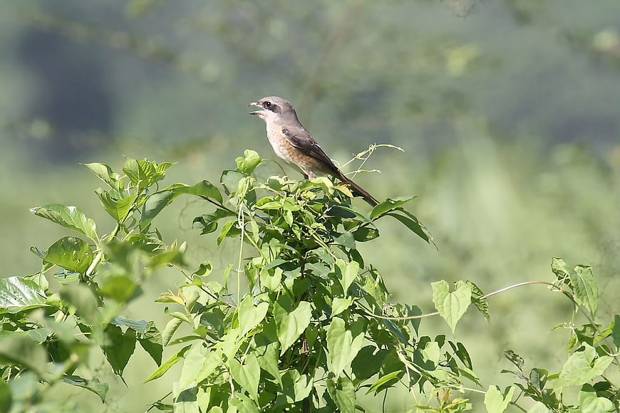 Red-tailed Shrike Perched on Green Bush
