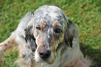 Close-up portrait of a speckled English Setter dog on grass