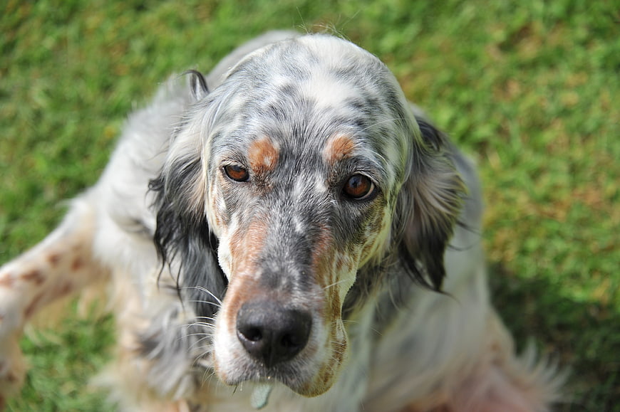 Close-up portrait of a speckled English Setter dog on grass
