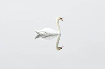 White Swan Swimming in Misty Water with Reflection