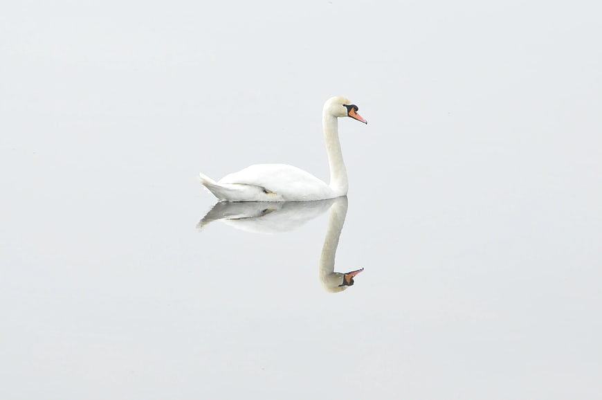 White Swan Swimming in Misty Water with Reflection