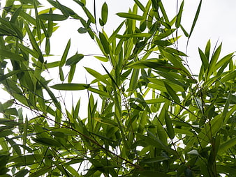 Low angle view of green bamboo leaves against white sky