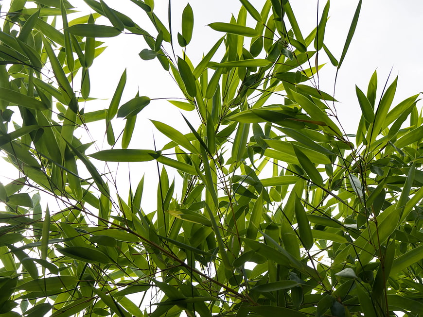 Low angle view of green bamboo leaves against white sky