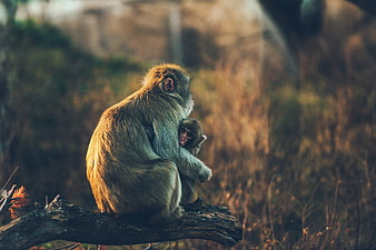 Mother monkey holding baby on tree branch in forest