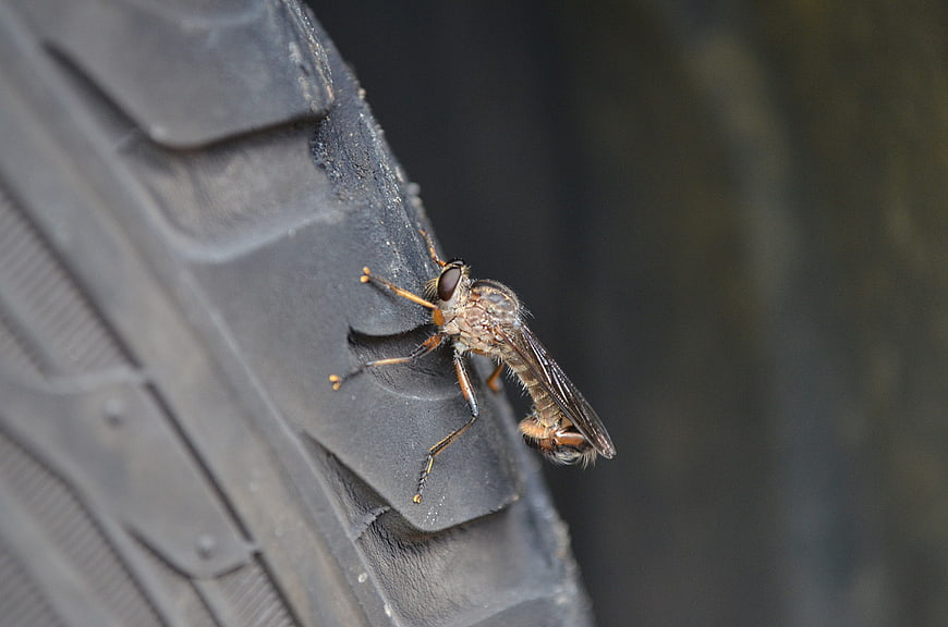 Close-up of a Robber Fly on a Black Tire Tread