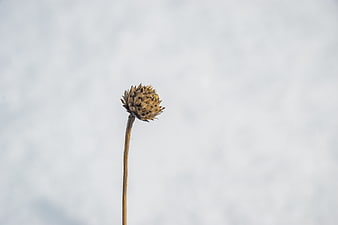 Dried flower head on a thin stem against a white background