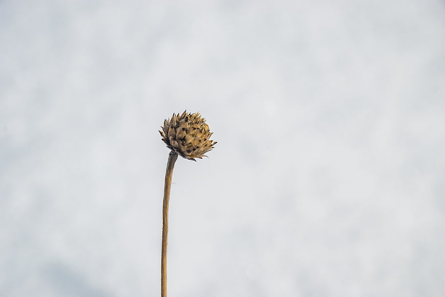 Dried flower head on a thin stem against a white background