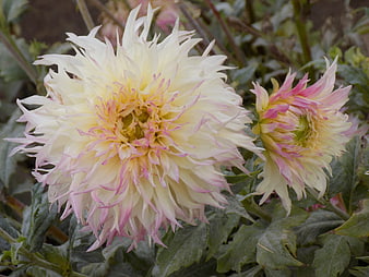 Close-up of white and pink dahlia flowers in garden