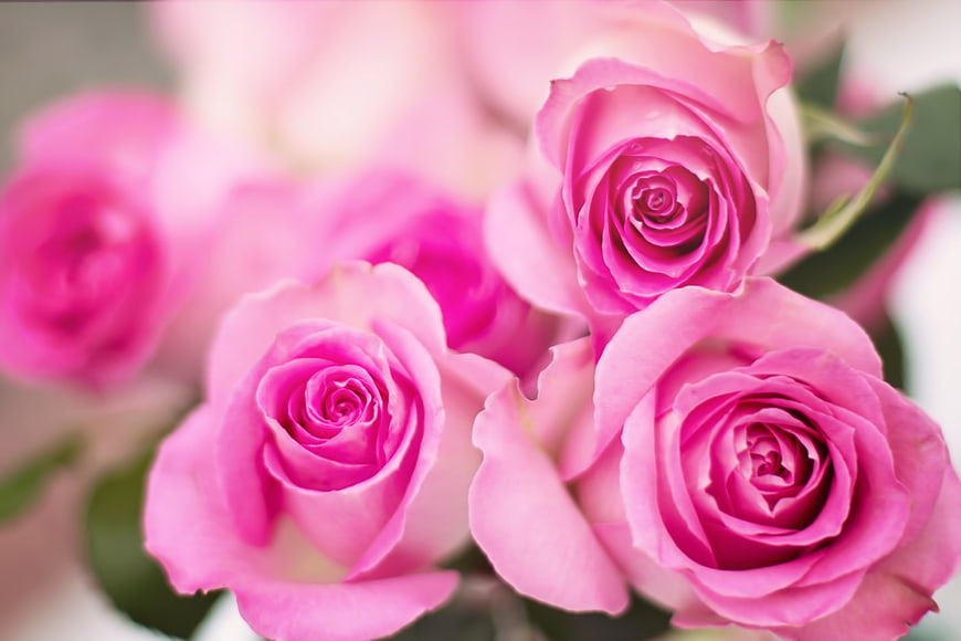 Close-up of vibrant pink roses with soft bokeh background