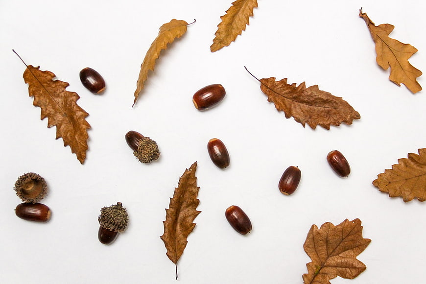 Flat lay of dried oak leaves and acorns on white background