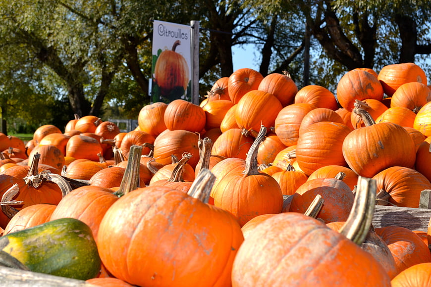 Pile of orange pumpkins at an autumn harvest market