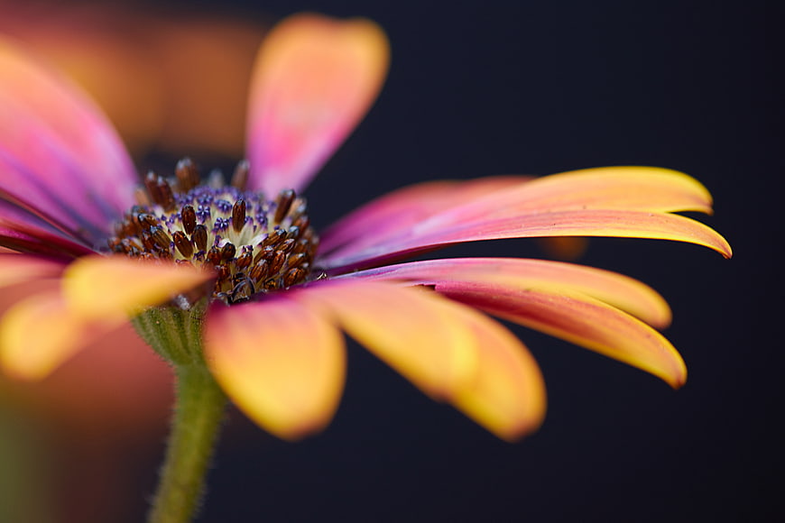 Close-up of a vibrant multicolored daisy flower
