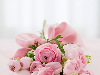 Soft Pink Ranunculus Flowers with Ribbon on White Background