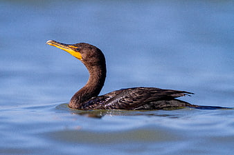 Double-crested Cormorant Swimming in Blue Water