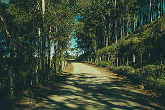 Sunlit dirt road winding through dense forest with shadows