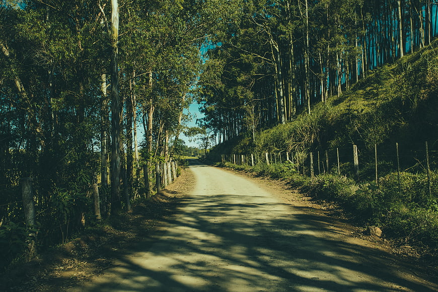 Sunlit dirt road winding through dense forest with shadows