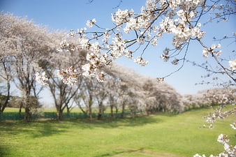 Cherry Blossom Branches Against Blue Sky in Spring Park