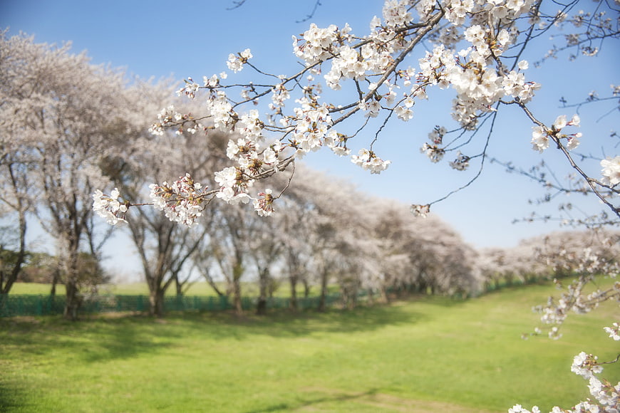 Cherry Blossom Branches Against Blue Sky in Spring Park