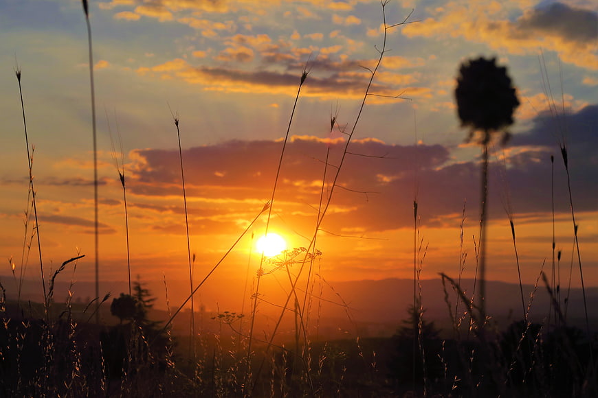 Golden Sunset Silhouette Through Tall Wild Grass