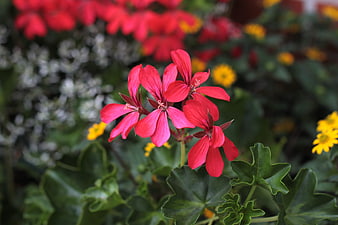 Vibrant Red Geranium Flowers in a Garden
