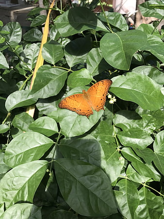 Orange Butterfly on Green Leaf in Sunlight