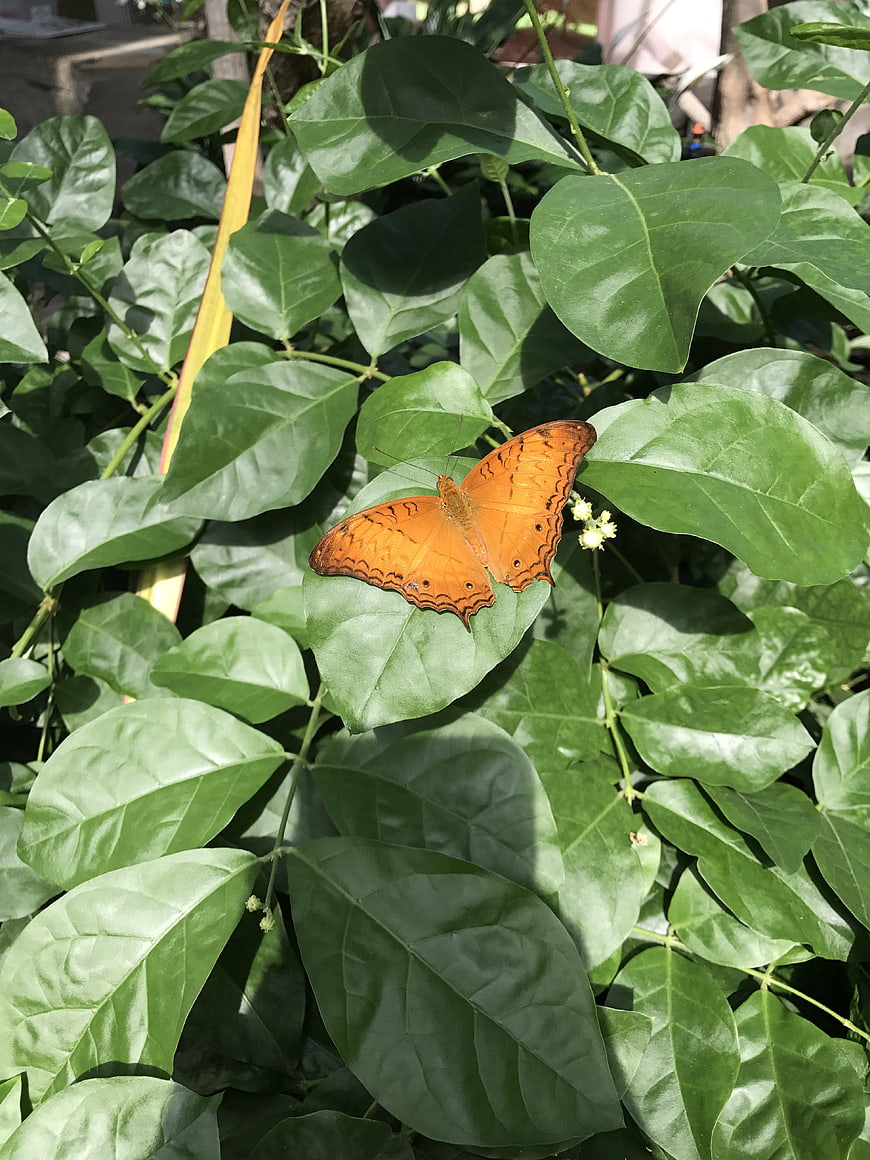 Orange Butterfly on Green Leaf in Sunlight