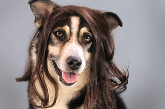 Funny Dog Wearing Brown Wig Portrait