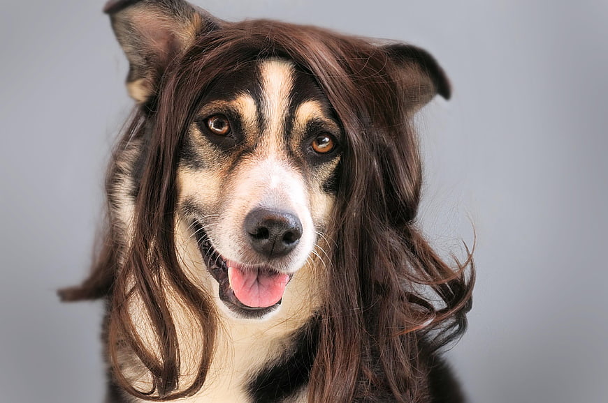 Funny Dog Wearing Brown Wig Portrait