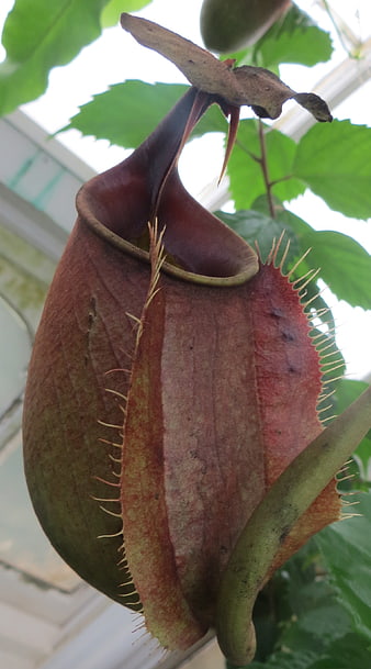 Close-up of a large red and green carnivorous pitcher plant