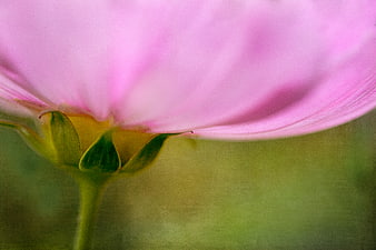 Close-up of a pink cosmos flower with green background