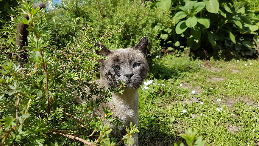 Gray Cat Hiding in Green Garden Bushes