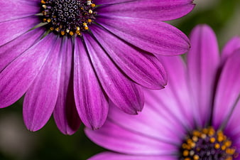 Close-up of vibrant purple daisy flower petals
