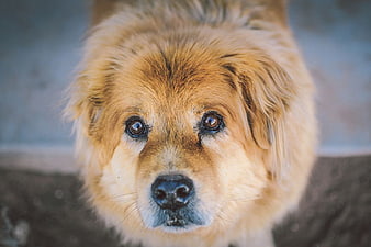 Close-up Portrait of Cute Golden Dog Looking Up