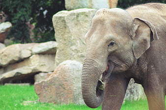 Cute Baby Elephant Eating Grass in Zoo Enclosure