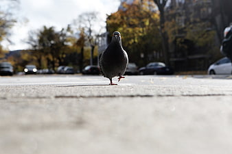 Low angle pigeon walking on city street in autumn